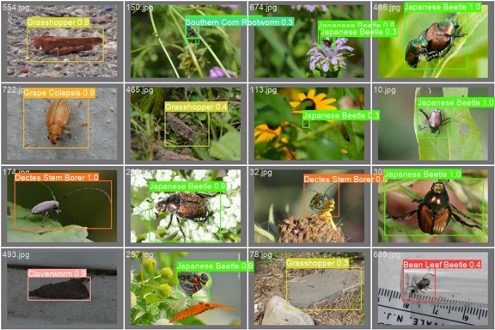 LeAF Pest Detection Dataset