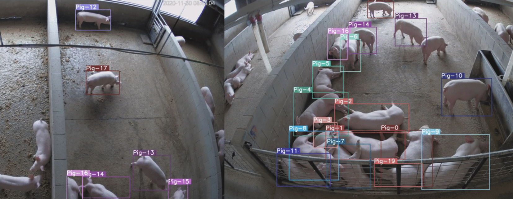 Multi Camera Pig Tracking